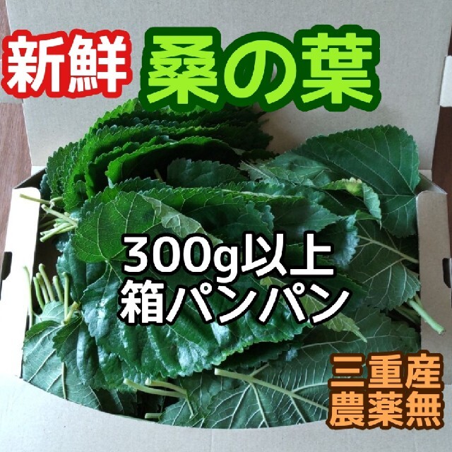 無農薬　桑の葉　一ノ瀬（いちのせ）生葉