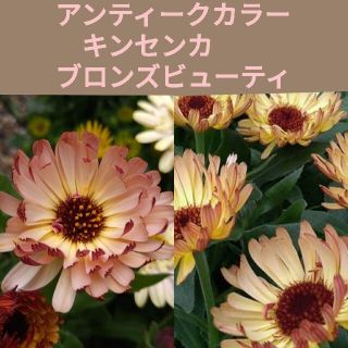 育て方付き❀アンティークカラーのカレンデュラ*ブロンズビューティー*花の種(その他)