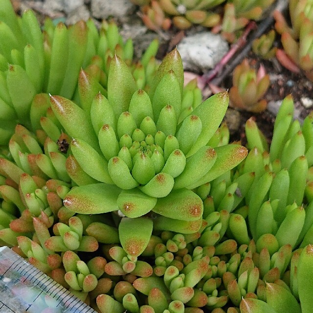 ????????爪蓮華????????多肉植物♪抜き苗♪