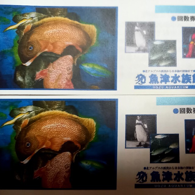 魚津水族館　一般入館券2枚セット チケットの施設利用券(水族館)の商品写真
