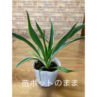 観葉植物　ユッカ　グロリオサ　苗　希少(プランター)