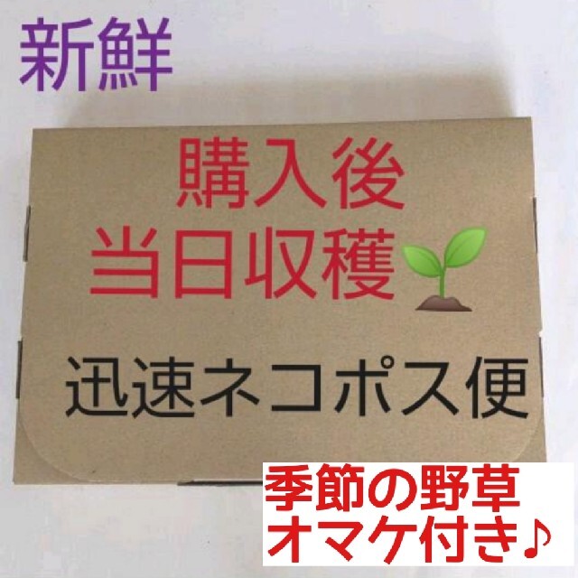 新鮮 桑葛の生葉 箱いっぱい200g+オマケ付♪ ウサギ リクガメ 三重農薬無の通販 by 自然菜園's shop|ラクマ
