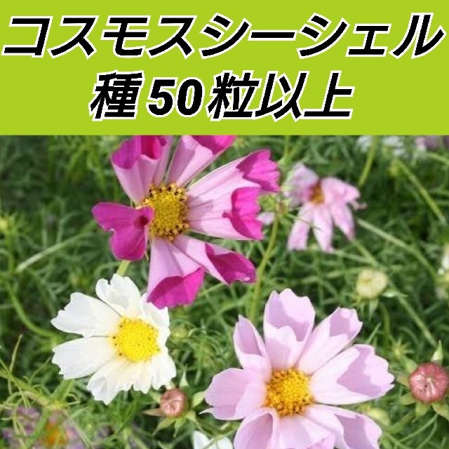 コスモス シーシェル 混合 花種50粒以上 ハンドメイドのフラワー/ガーデン(プランター)の商品写真