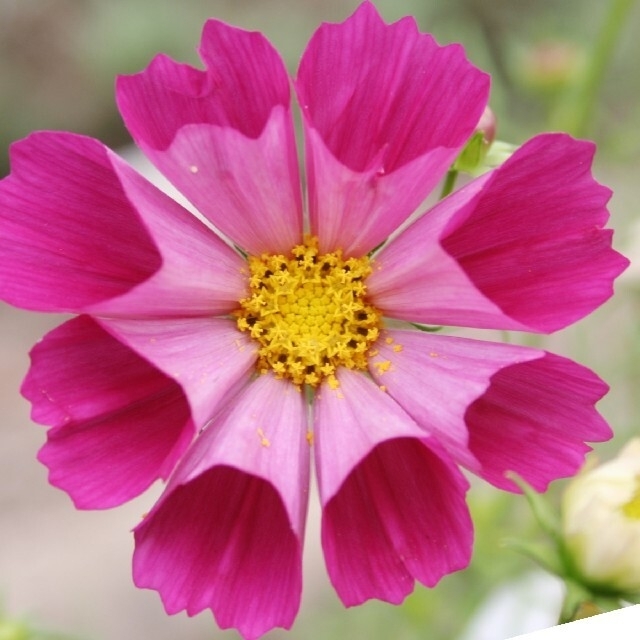 コスモス シーシェル 混合 花種50粒以上 ハンドメイドのフラワー/ガーデン(プランター)の商品写真