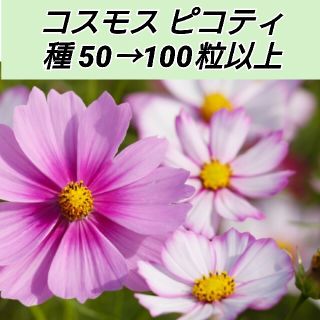 コスモス ピコティ 花種50→100粒以上(プランター)