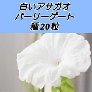 西洋アサガオ パーリーゲート 種20粒(プランター)