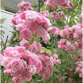 人気　つるバラ　群舞　♡挿し木苗　♡根っこ付き　♡棘なしのピンクの薔薇(その他)