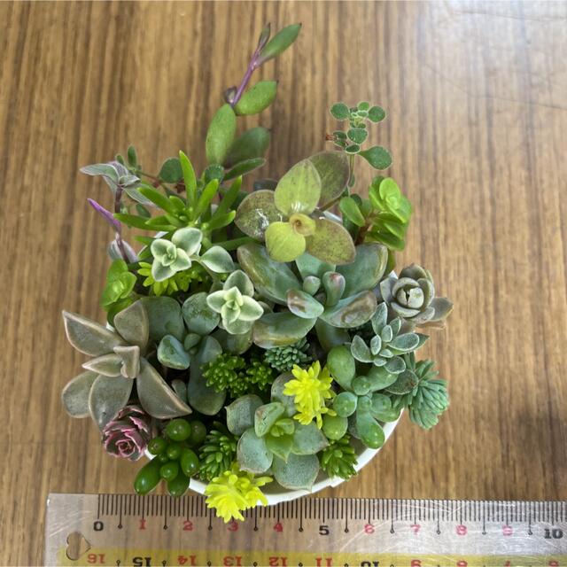 多肉植物　カット苗　⑧ ハンドメイドのフラワー/ガーデン(その他)の商品写真