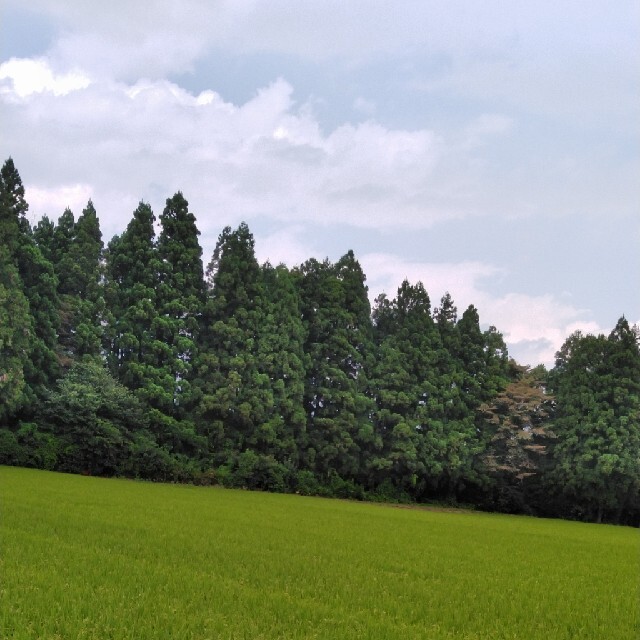 令和3年産栃木県特一等米コシヒカリ玄米10キロ無農薬にて作り上げた自慢のお米です