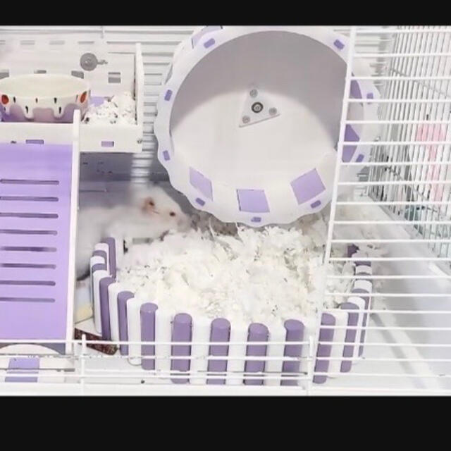 ケージ取り付けはしご、木製おもちゃ、鳥かご用✨ステップ台、モモンガ、インコ、階段の通販 by 次回発送19日です!|ラクマ 階段 ケージ取り付けはしご、木製おもちゃ、鳥かご用✨モモンガ、インコ、ステップ台
