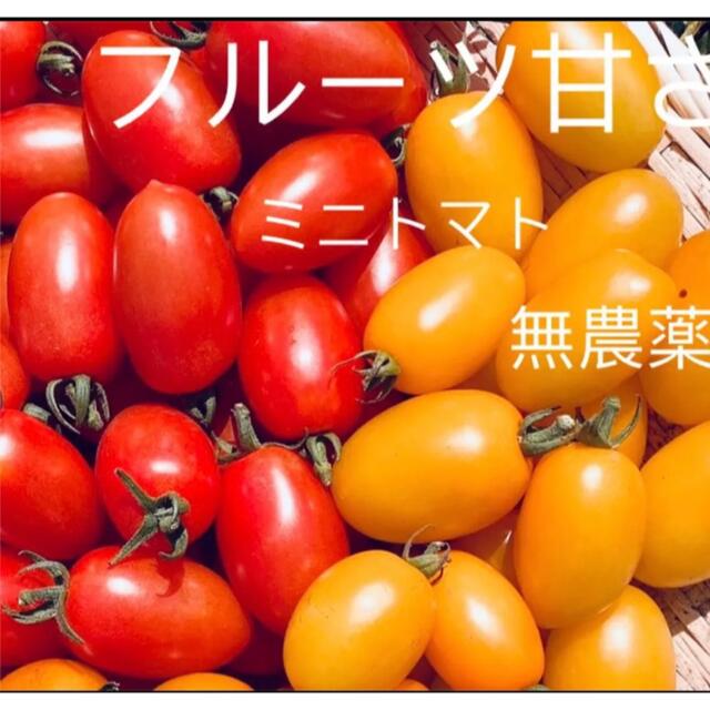 フルーツミニトマト　安全無農薬　採れたて　1㎏ 食品/飲料/酒の食品(野菜)の商品写真