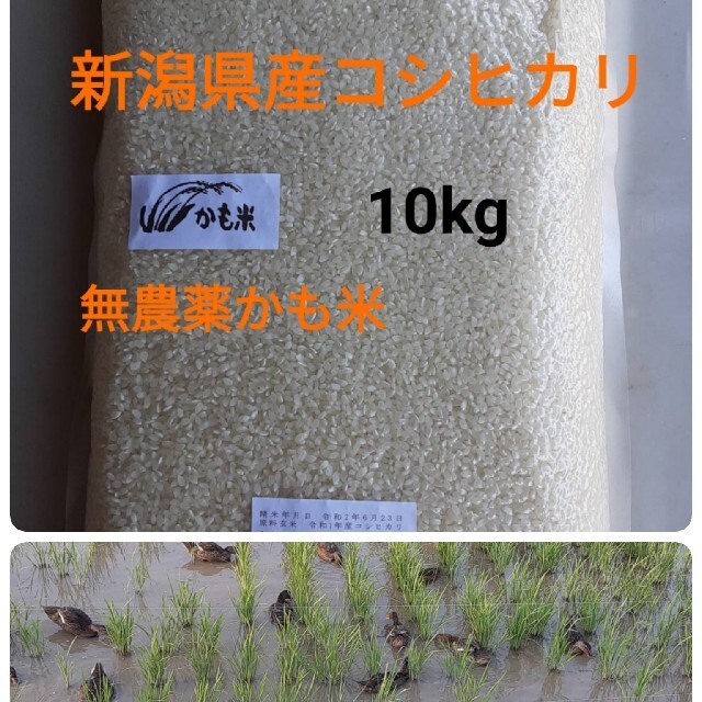 無農薬米新潟県産コシヒカリ10k - 米/穀物