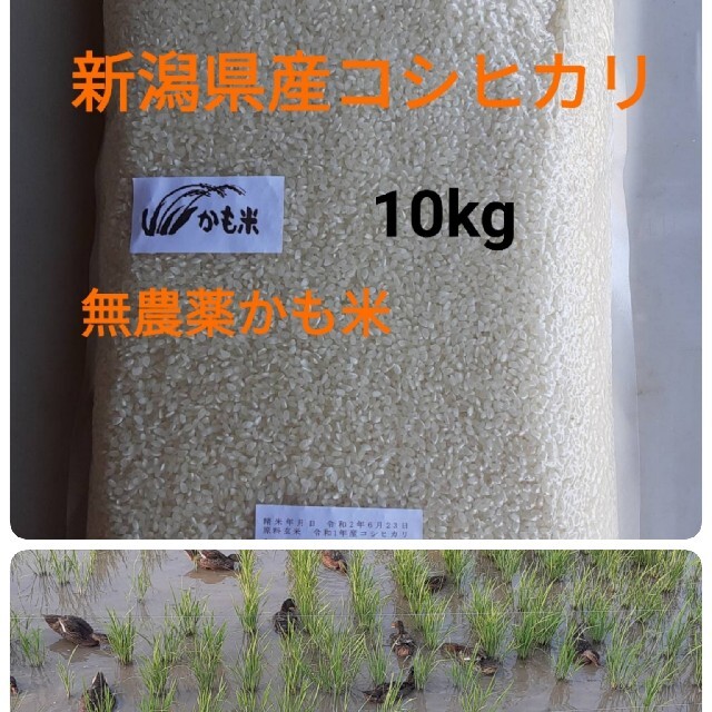 無農薬米新潟県産コシヒカリ10k　米/穀物