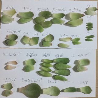 多肉植物 葉挿し 50枚セット 韓国苗 普及種 エケベリア セダム など(その他)