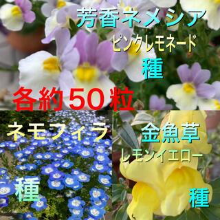 爽やかな色の花の種3種☆ネメシア・ネモフィラ・金魚草(その他)