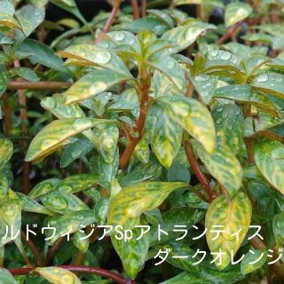 (水草・水上葉)　水草６種セット(ひな様ご検討中品)(アクアリウム)