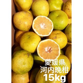 愛媛県産　河内晩柑　宇和ゴールド　柑橘　青みあり　15kg(フルーツ)