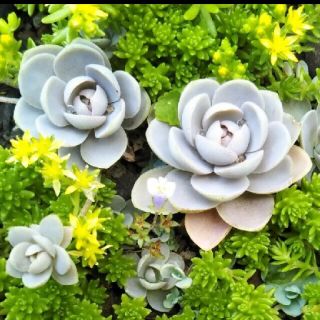 多肉植物　セダム & 子持ち蓮華(プランター)