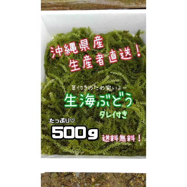 沖縄県産 海ぶどう 茎付き500ｇ“ 商品の説明⚠️必読⚠️ ” 食品/飲料/酒の食品(魚介)の商品写真