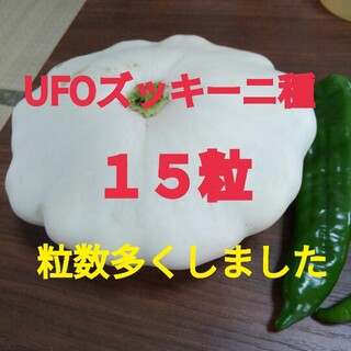 UFOズッキーニ種 １０粒(野菜)