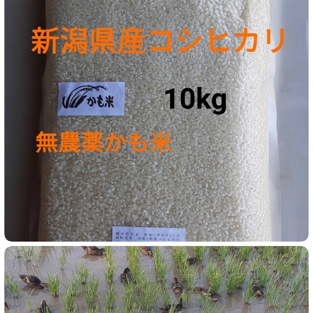 無農薬米新潟県産コシヒカリ10k農家直送