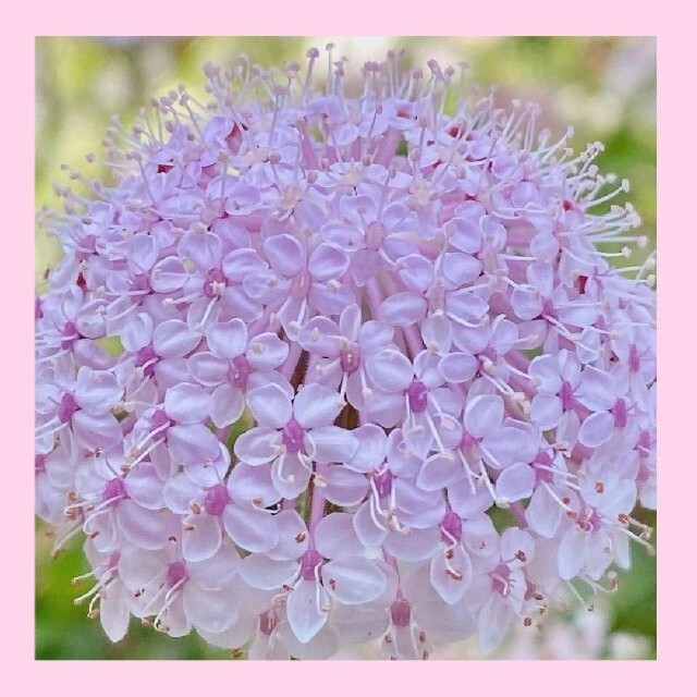 育て方付き❀切り花や花材にも人気の繊細で美しい*ピンクレースフラワー*花の種 ハンドメイドのフラワー/ガーデン(その他)の商品写真