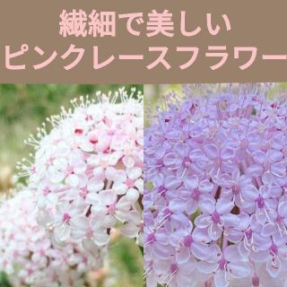 育て方付き❀切り花や花材にも人気の繊細で美しい*ピンクレースフラワー*花の種(その他)