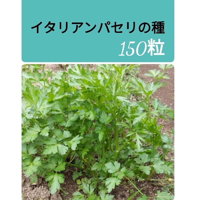 イタリアンパセリの種　150粒　★今から撒けます！ 食品/飲料/酒の食品(野菜)の商品写真