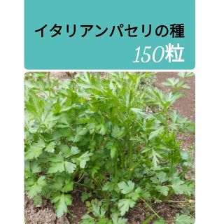 イタリアンパセリの種　150粒　★今から撒けます！(野菜)