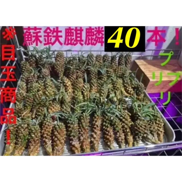 ✳️目玉商品✳️蘇鉄麒麟 ユーフォルビア パイナップルコーン  40本SET‼️