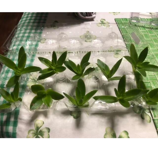 多肉植物  火祭り  カット苗  10個 その他のその他(その他)の商品写真