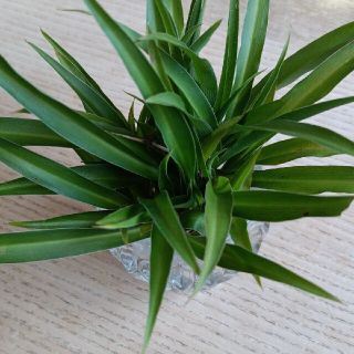 観葉植物　オリヅルラン　原種(その他)