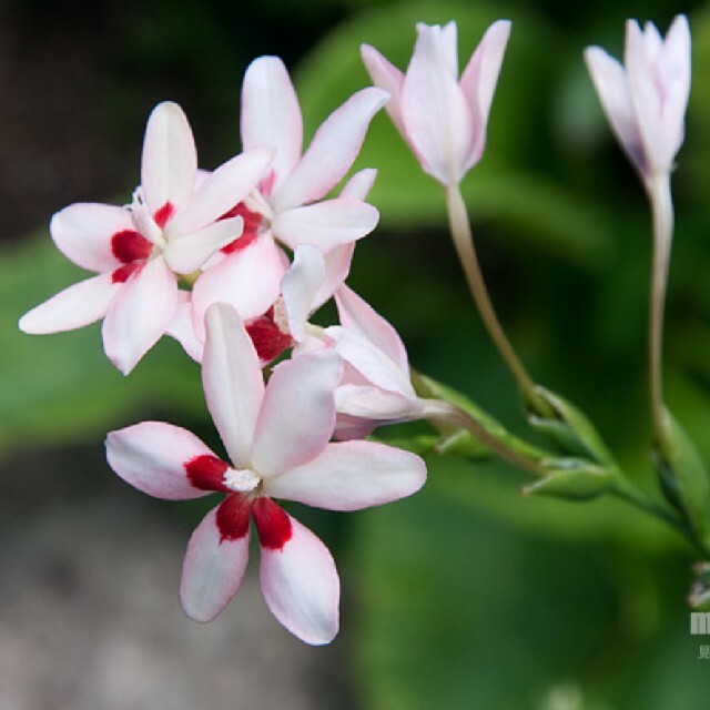 ヒメヒオウギ 球根 種 苗 白×赤ポイント 可憐な花 初心者向け ハンドメイドのフラワー/ガーデン(その他)の商品写真