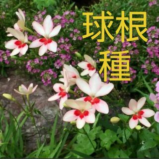 ヒメヒオウギ 球根 種 苗 白×赤ポイント 可憐な花 初心者向け(その他)