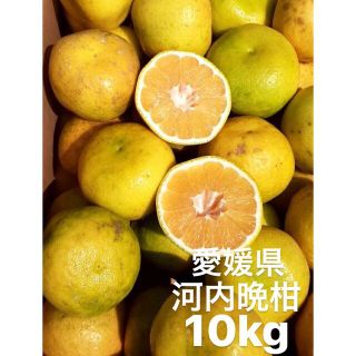 愛媛県産　河内晩柑　宇和ゴールド　柑橘　10kg(フルーツ)