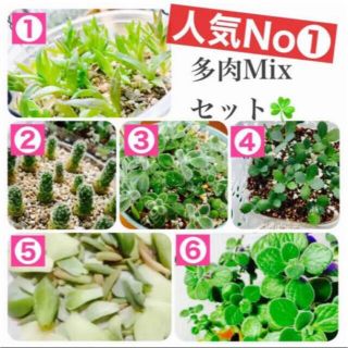 【最安値計20個Mix】多肉　ハオルチア(その他)