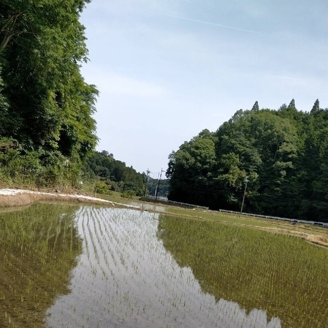 ひのひかり  1.9kg  無洗米  減農薬 食品/飲料/酒の食品(米/穀物)の商品写真