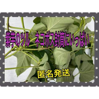 紫芋のツルをネコポス封筒にいっぱい　匿名発送常温発送(野菜)