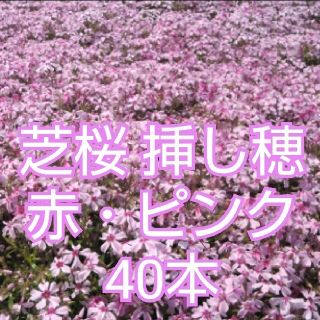 芝桜 挿し穂  120本（赤・ピンク、青(薄)、白・ピンク 各40本）(その他)