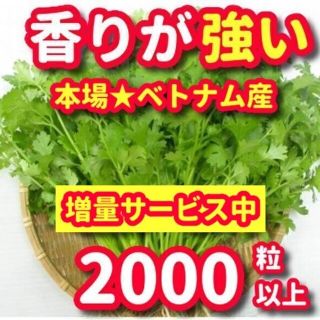 パクチーの種22g【2000粒以上】★香りが強い品種・増量サービス中(野菜)