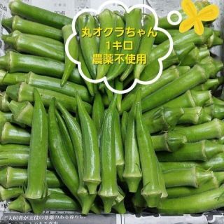 【無農薬】丸オクラ(丸おくら)1キロ(野菜)