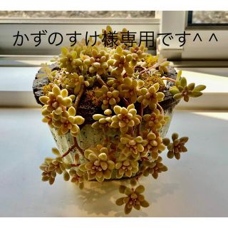 多肉植物リメイク缶鉢寄せ植えにどうぞ(*´꒳`*)かずのすけ様専用です^ ^(その他)