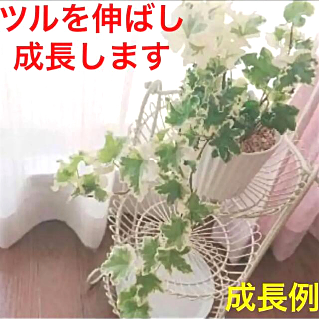 観葉植物　激レア　アイビーセシリア　斑入り綺麗フリル　安心の抜き苗⑨ ハンドメイドのフラワー/ガーデン(その他)の商品写真