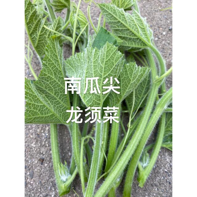無農薬カボチャ葉400g 食品/飲料/酒の食品(野菜)の商品写真