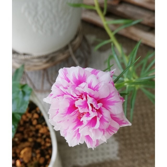可愛いピンクの松葉牡丹　　　　　抜き苗8～10本 ハンドメイドのフラワー/ガーデン(その他)の商品写真