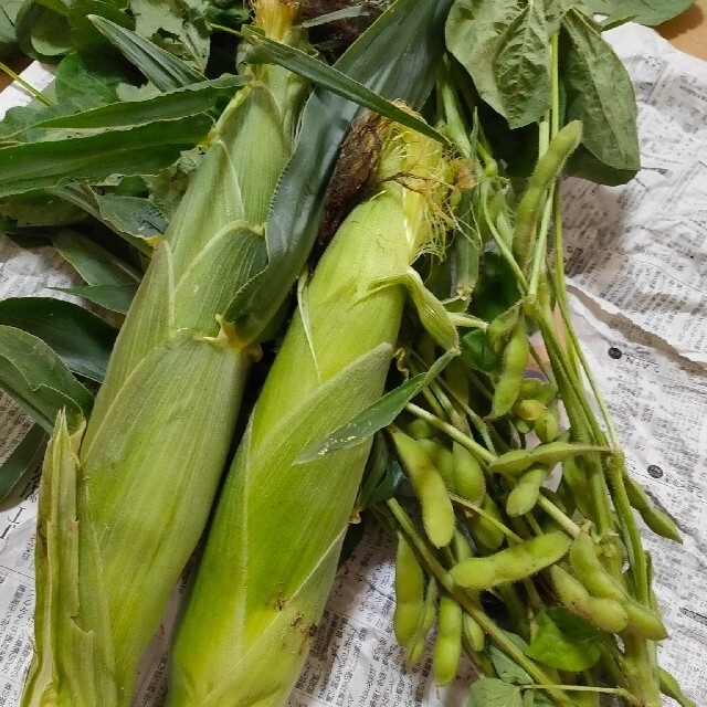 朝採れ！夏野菜詰め合わせ 80サイズ 食品/飲料/酒の食品(野菜)の商品写真