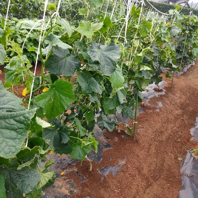 朝採れ！夏野菜詰め合わせ 80サイズ 食品/飲料/酒の食品(野菜)の商品写真