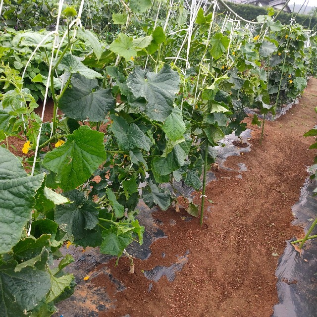 朝採れ！夏野菜詰め合わせ 100サイズ 食品/飲料/酒の食品(野菜)の商品写真