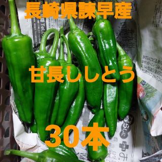 長崎県諫早産 甘長ししとう30本＋α(野菜)