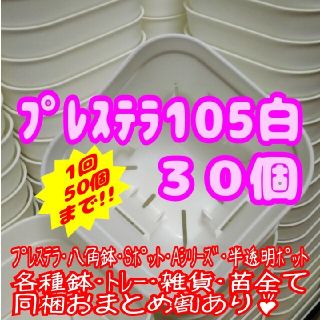 【スリット鉢】プレステラ105白30個 多肉植物 プラ鉢(プランター)